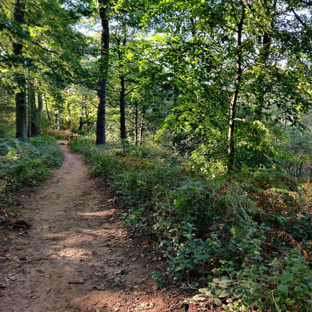 Otley Chevin Forest Park Wood