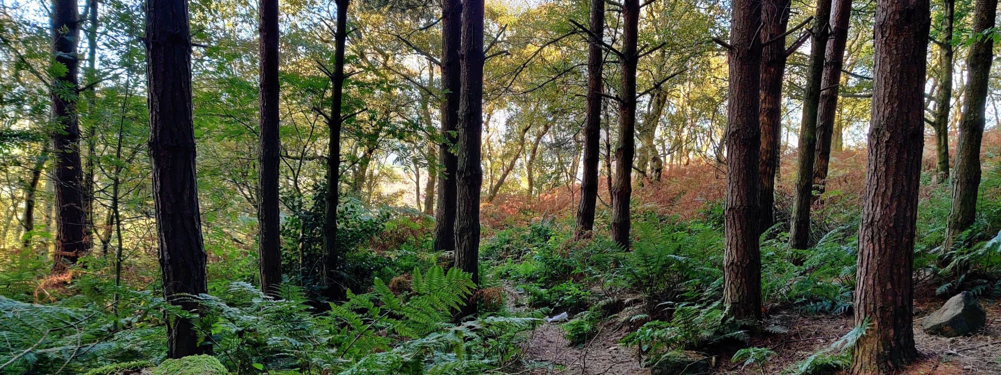 Otley Chevin Forest Park Wood