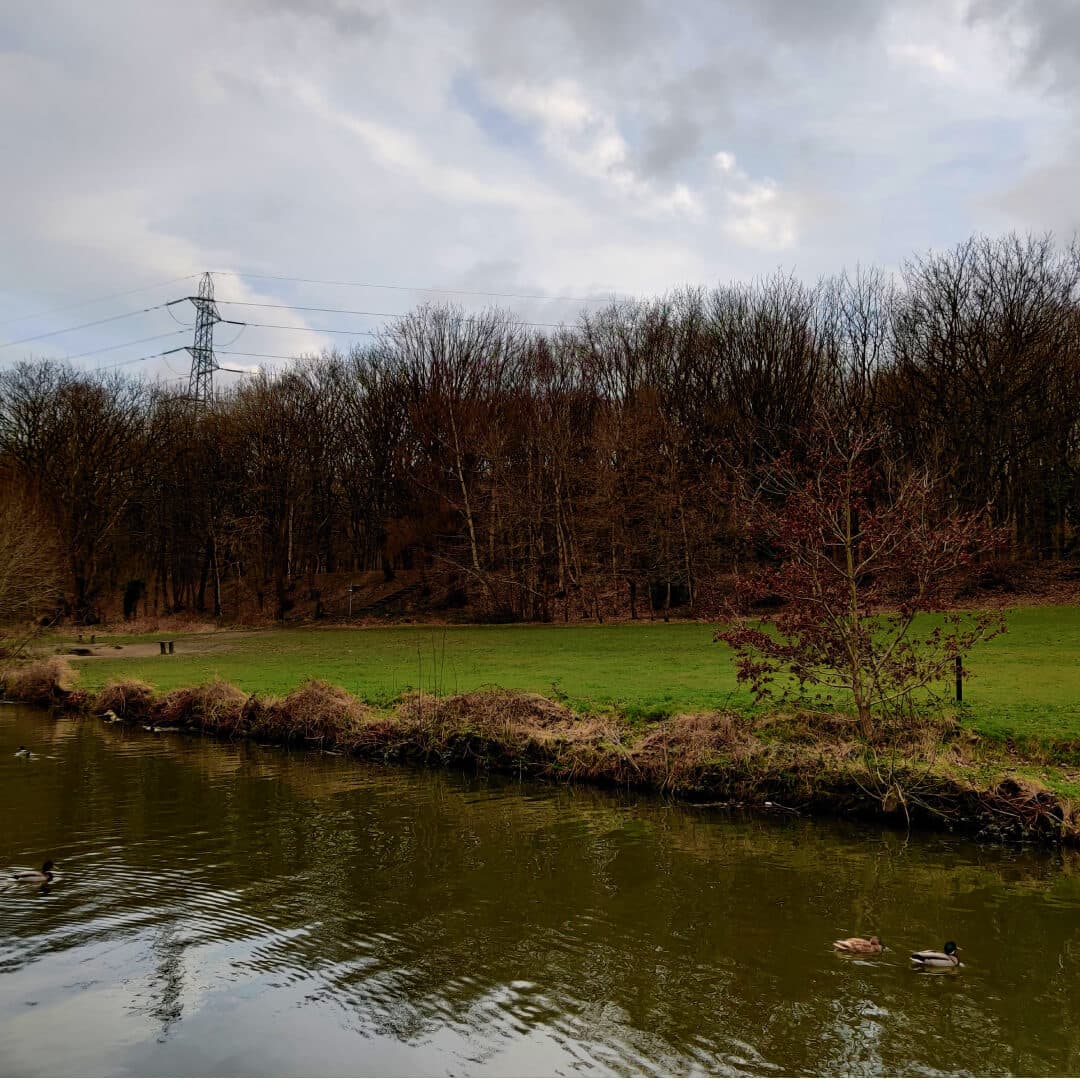Bramley Fall Woods Field from the other side of Canal