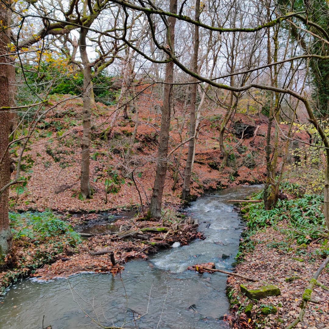 Meanwood Beck through Scotland Wood