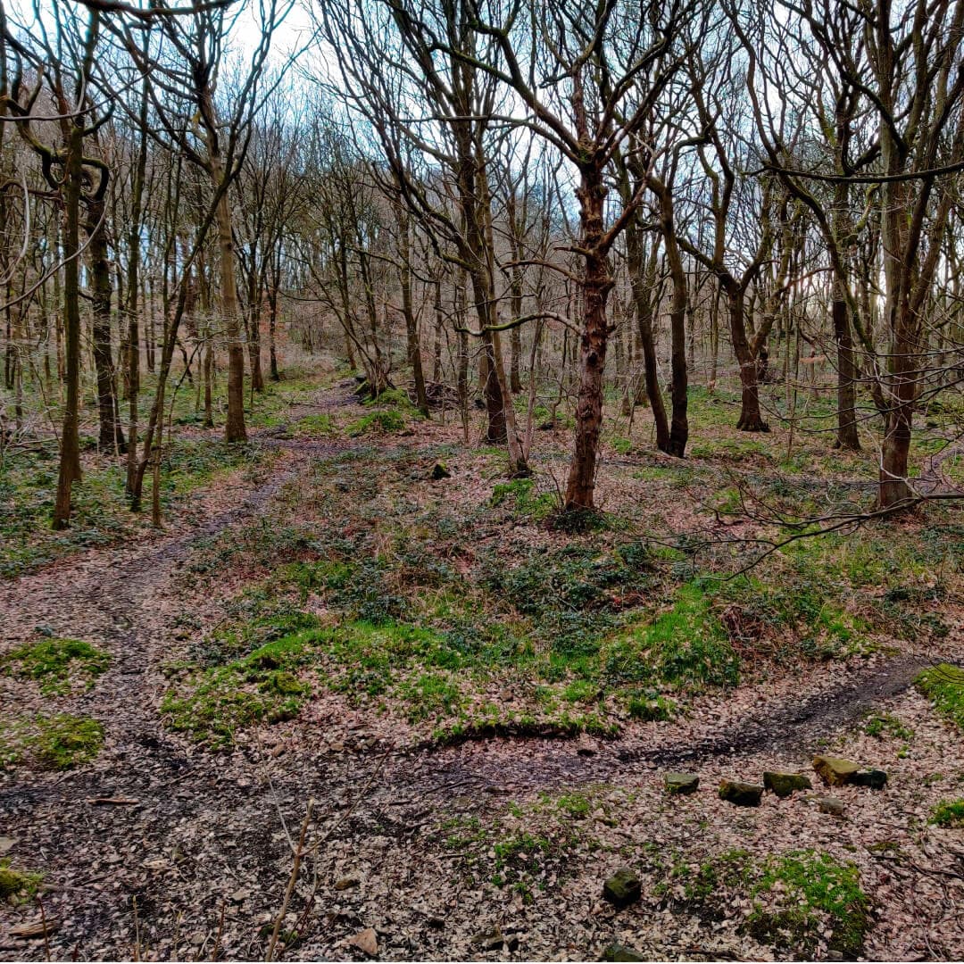 Bramley Fall Woods off the beaten path
