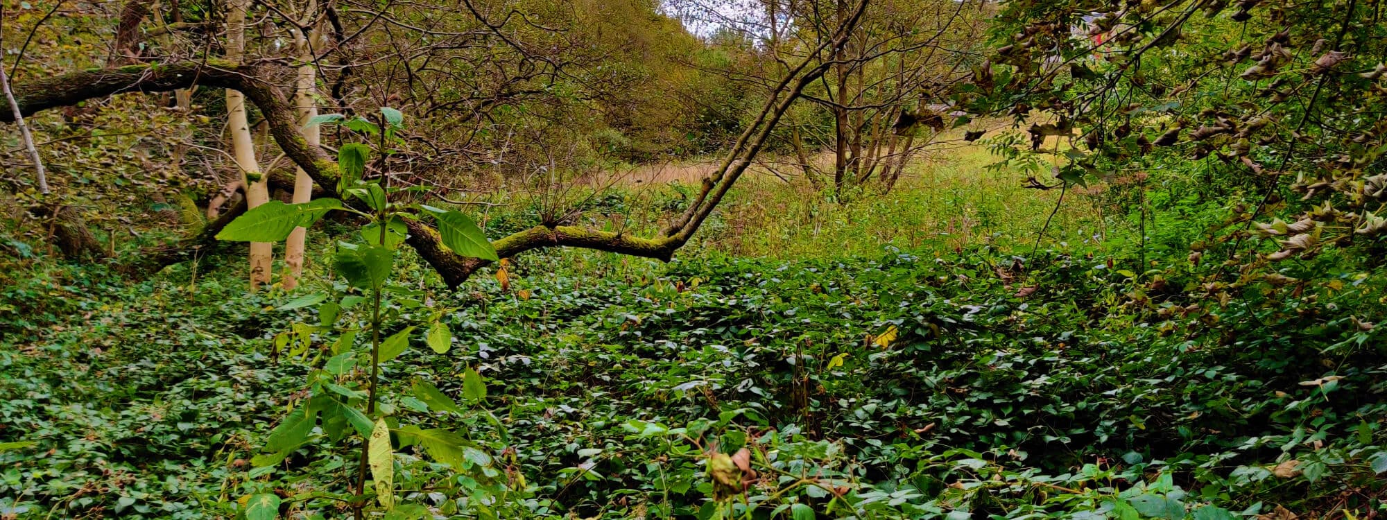 Looking over green undergrowth and between trees in Adel woods during Autumn