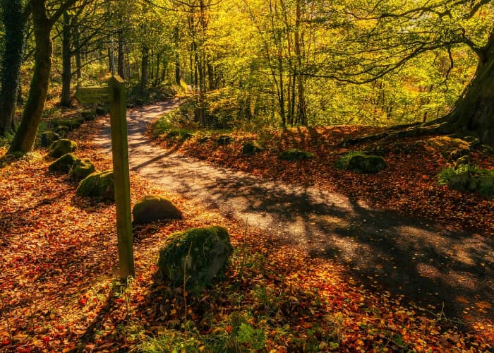 Bolton Abbey trail in Autumn with golden leaves