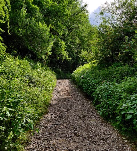 Stone path between thick green undergrowth and tall trees in Armley Park leeds