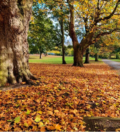 Orange leaves on the ground under a tree in Burley Park