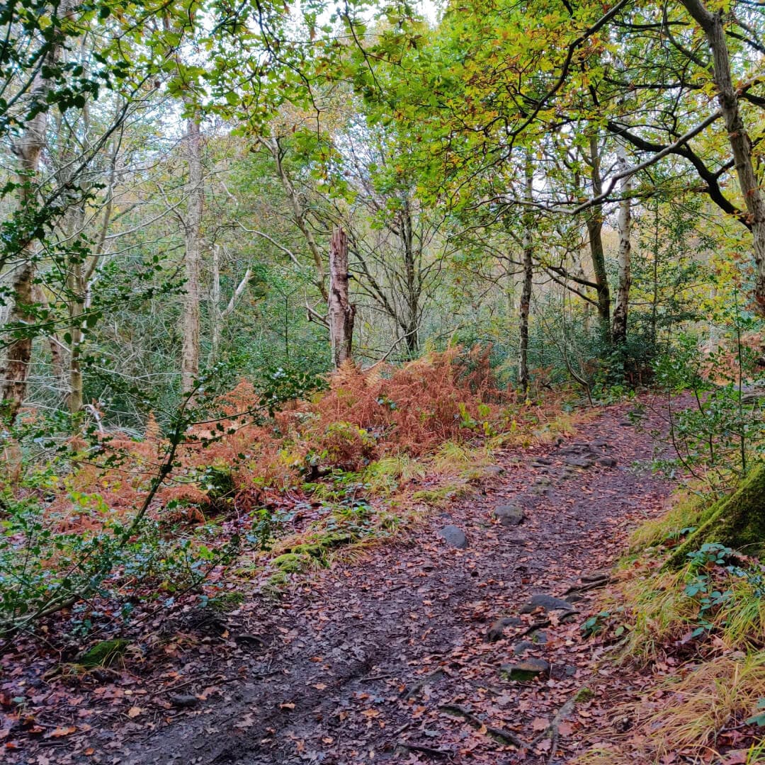 Adel Woods muddy path