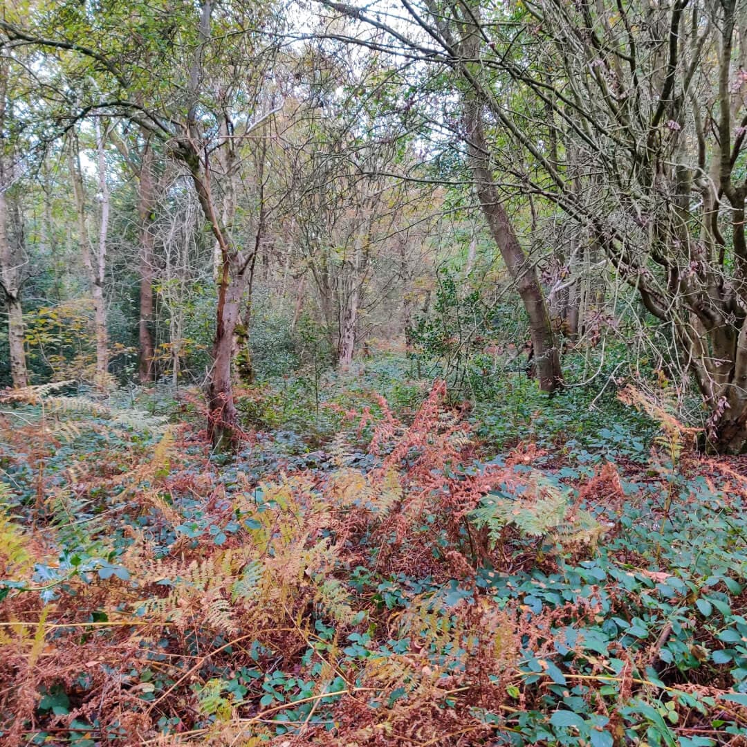 Adel Woods undergrowth