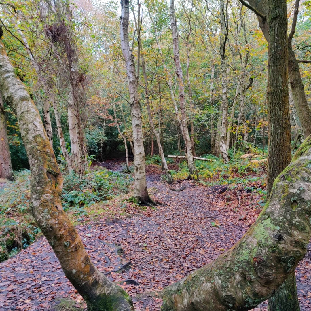 Adel Woods muddy path
