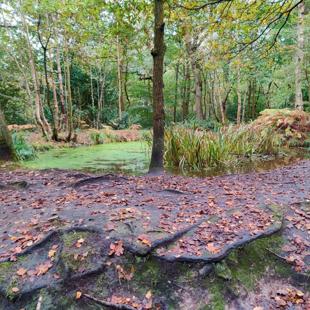 Adel Woods small pond