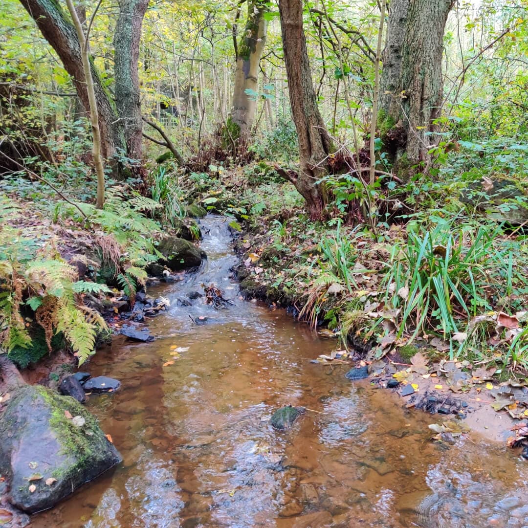 Adel Wood Stream