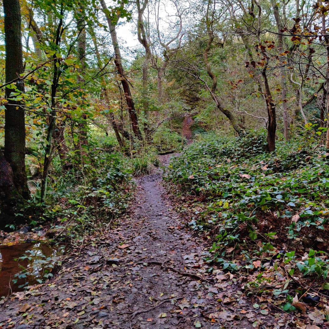 Adel wood muddy path