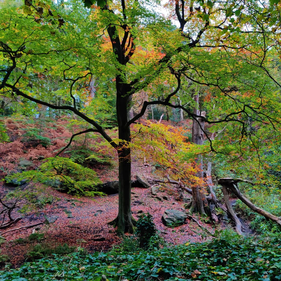 Adel Wood tree