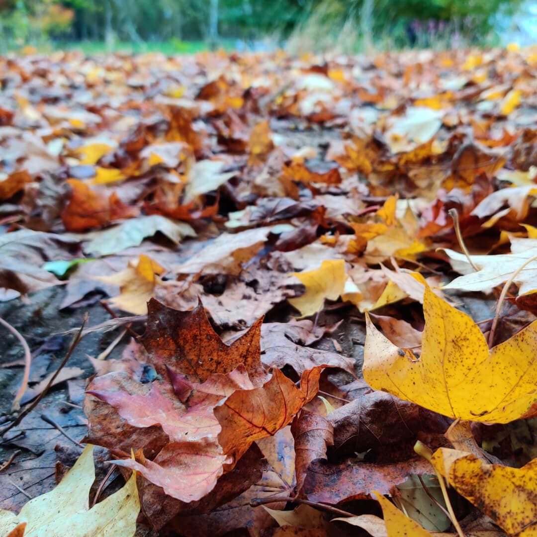 Adel Wood leaves