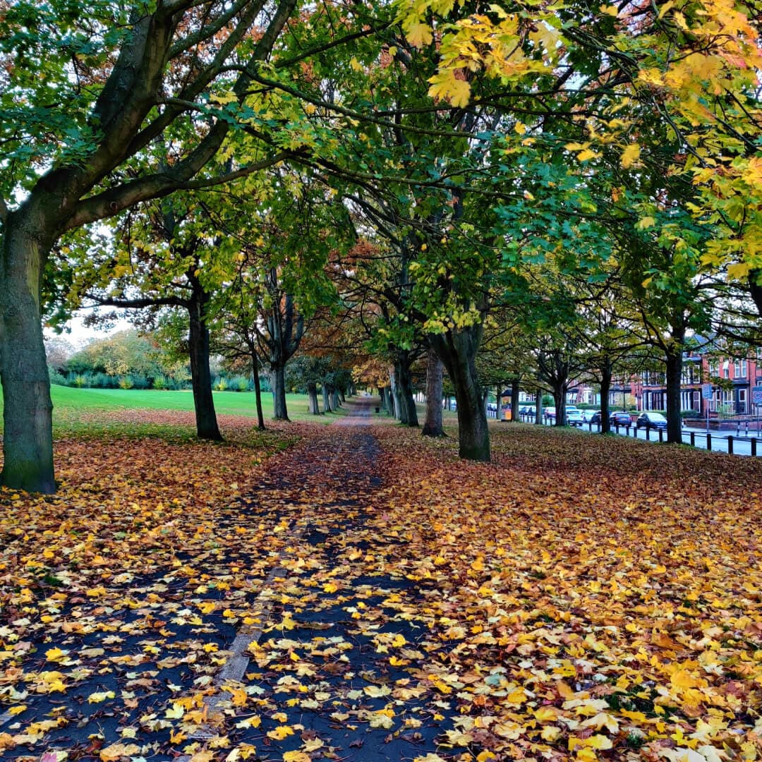 Woodhouse Moor/Hype leafy path
