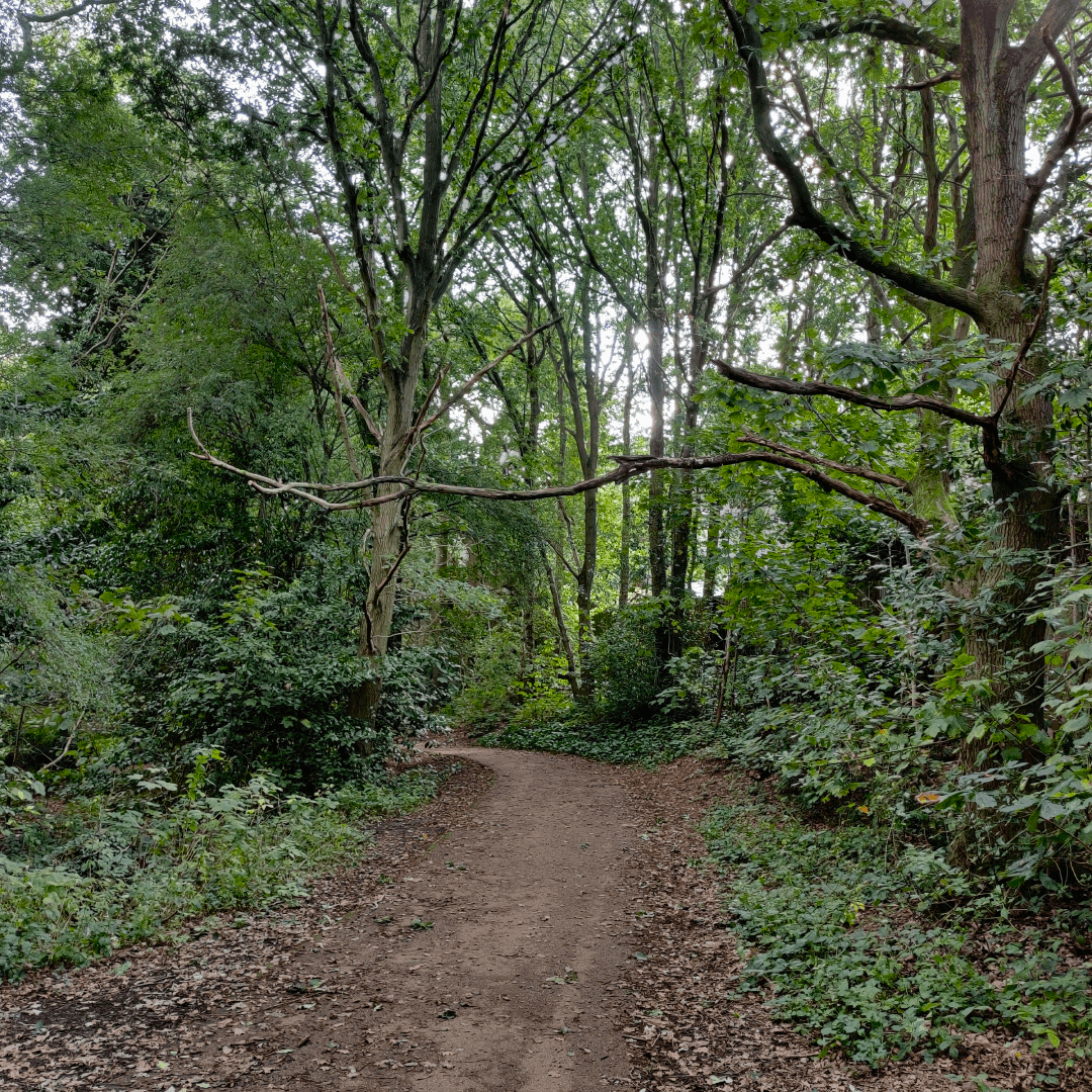 Wykebeck Woods