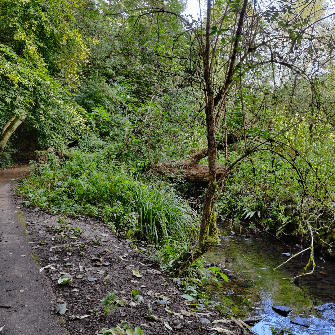 Wykebeck Woods