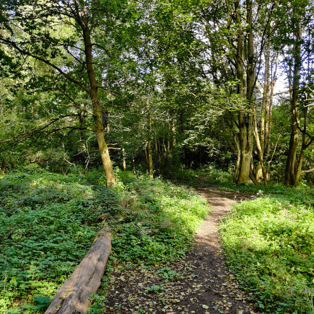 Wykebeck Woods