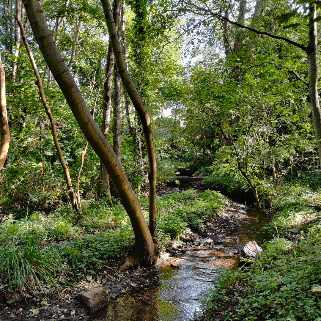 Wykebeck Woods