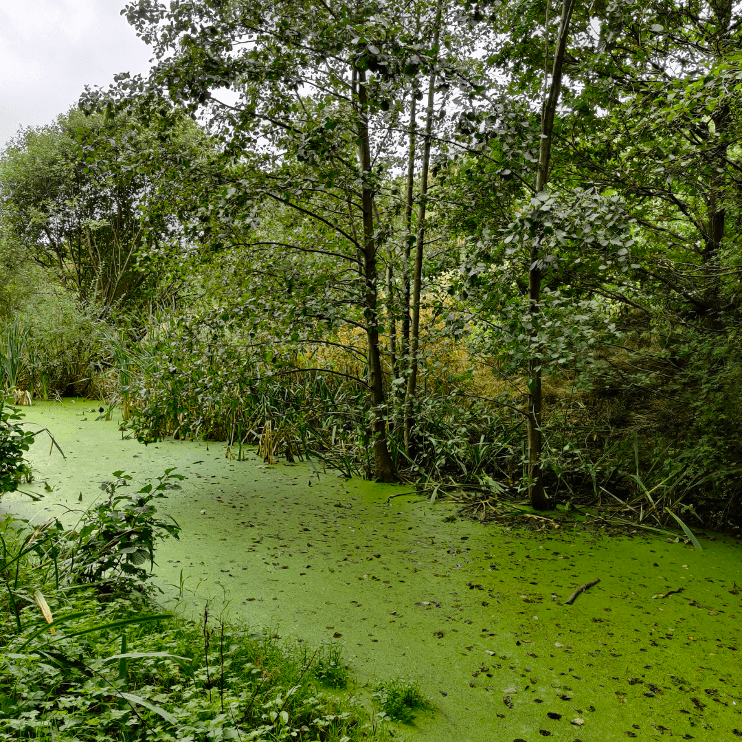 Primrose Valley Park