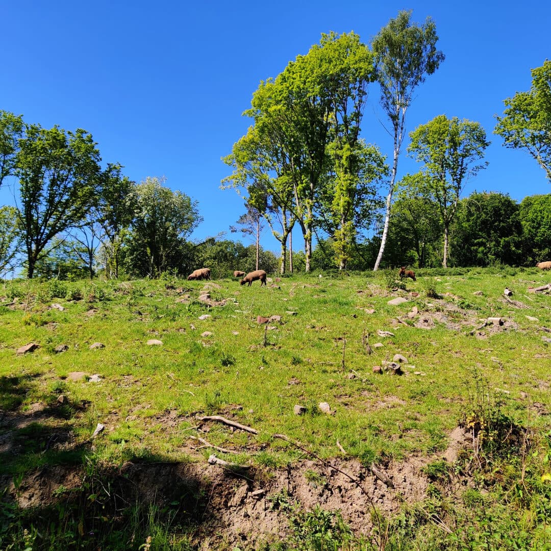 Temple Newsam has sheep