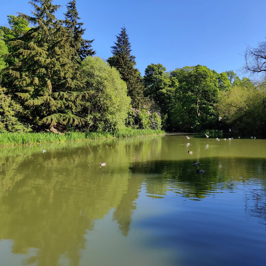 Temple Newsam pond