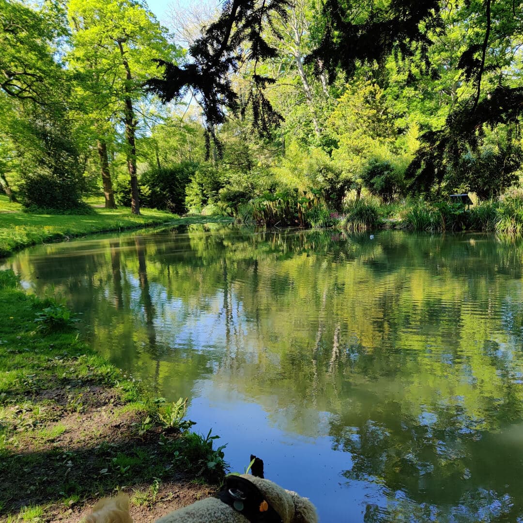 Temple Newsam pond