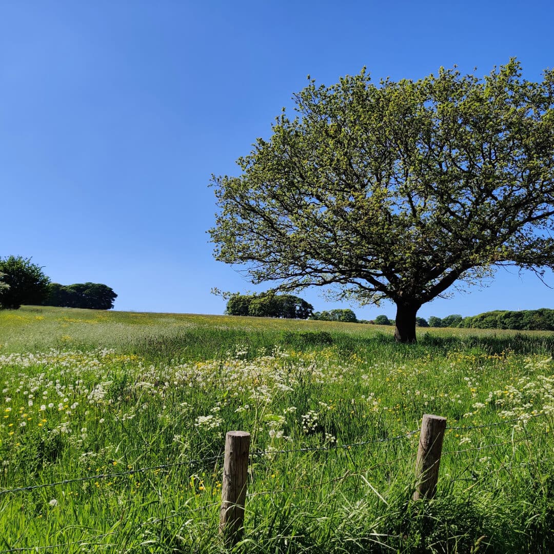 Temple Newsam fields