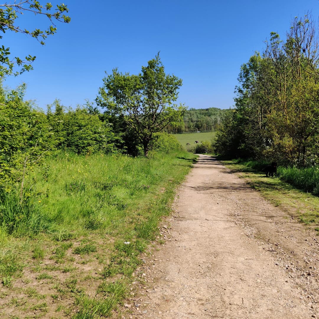 Temple Newsam path with trees in sun