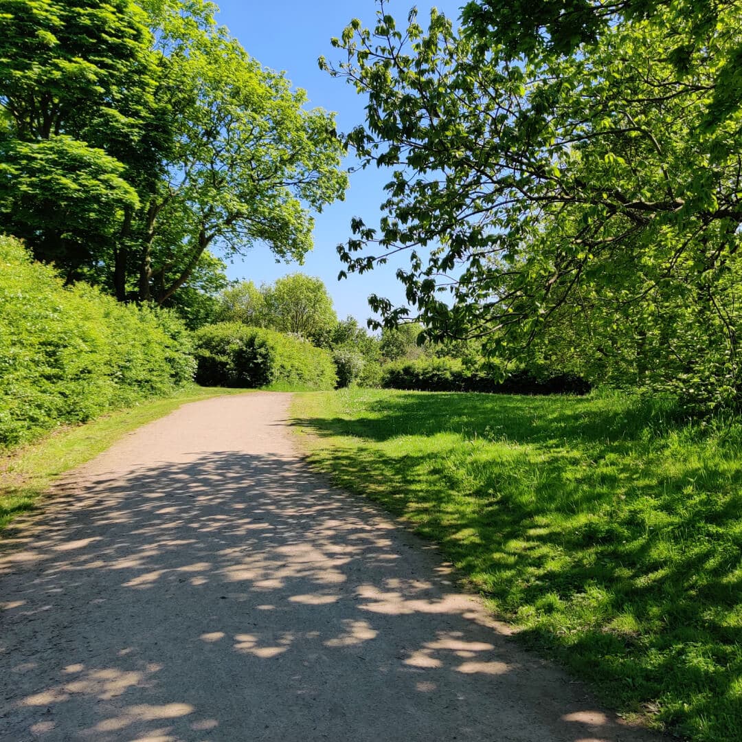 Temple Newsam path with trees in sun