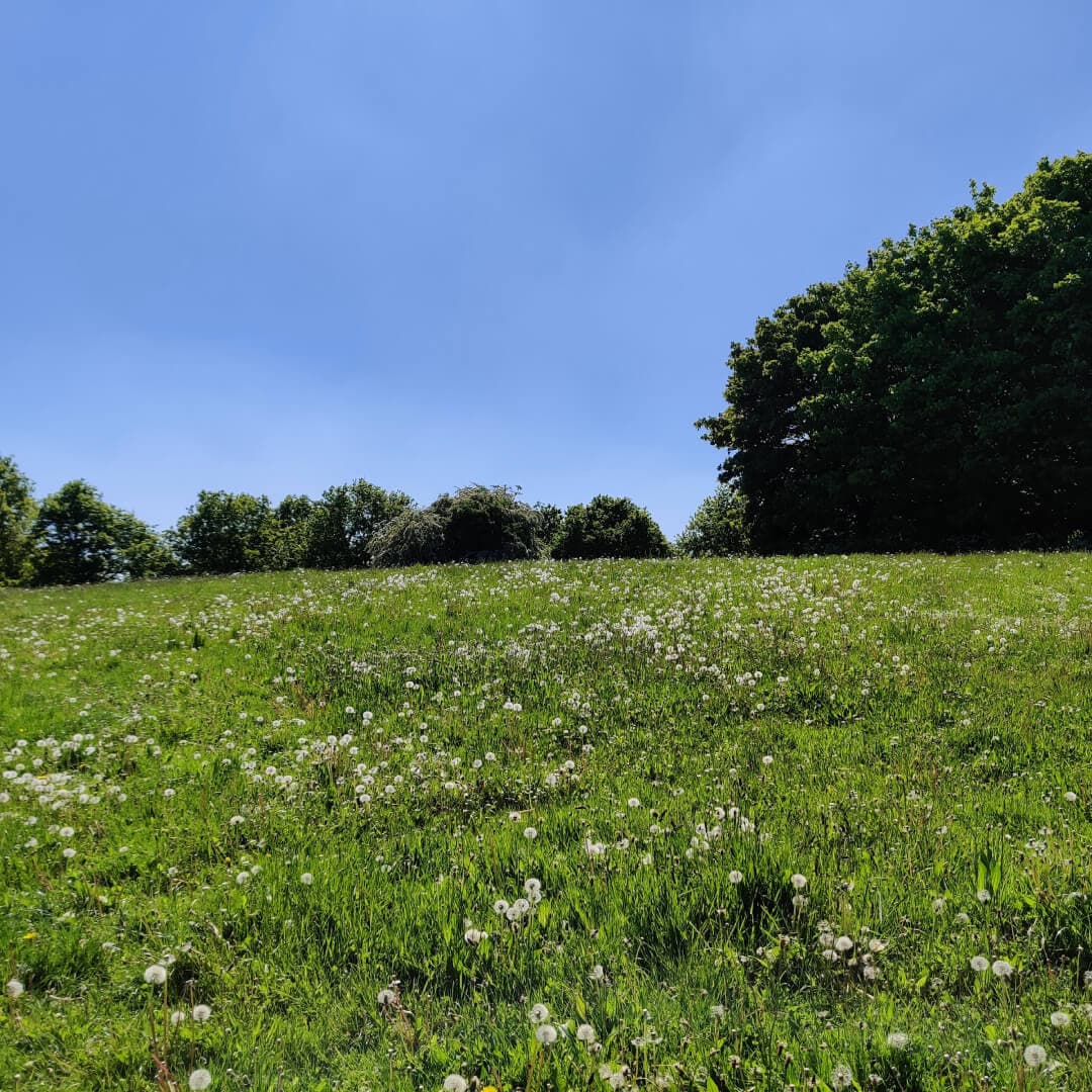 Temple Newsam fields