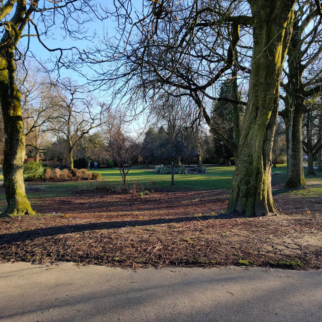Pudsey Park tree