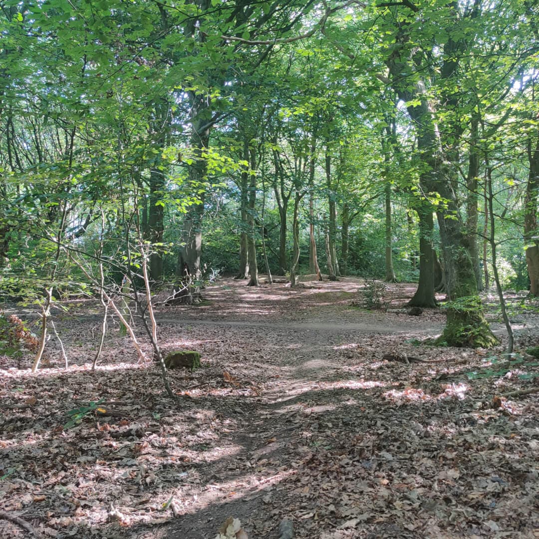 Middleton Woods