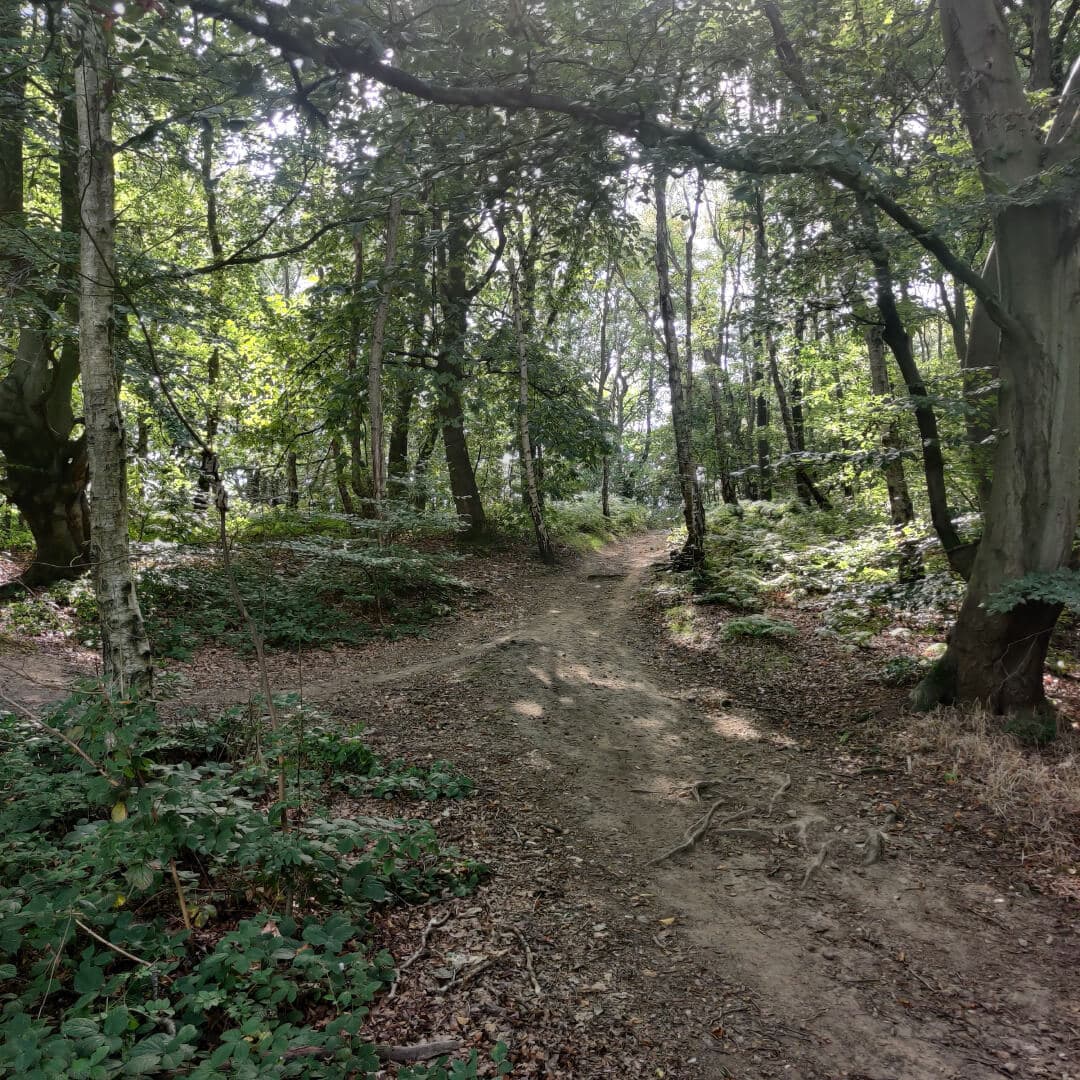 Middleton Woods