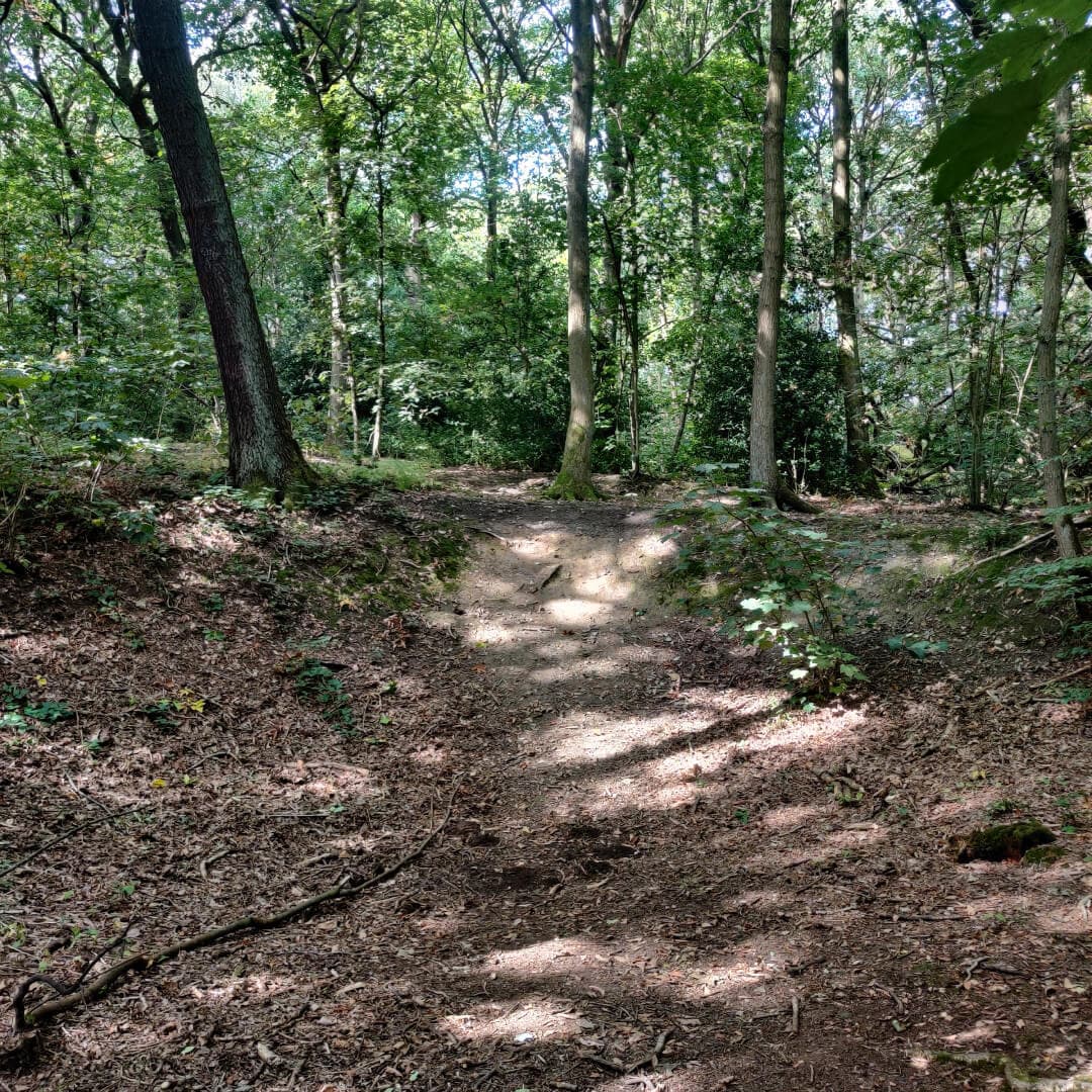 Middleton Woods