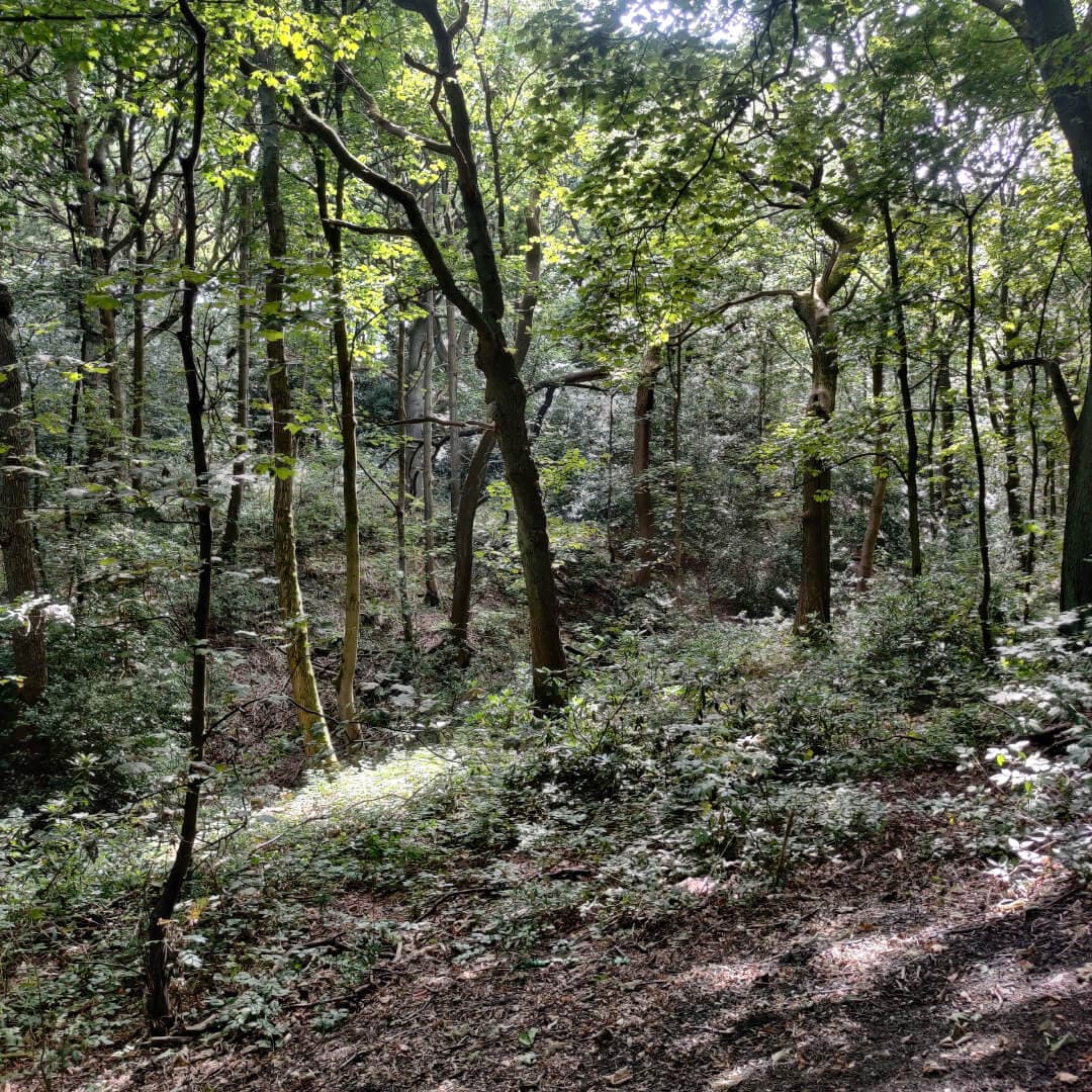 Middleton Woods