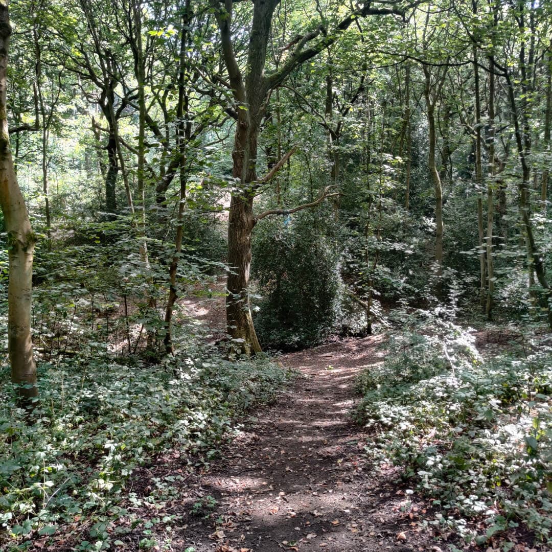 Middleton Woods