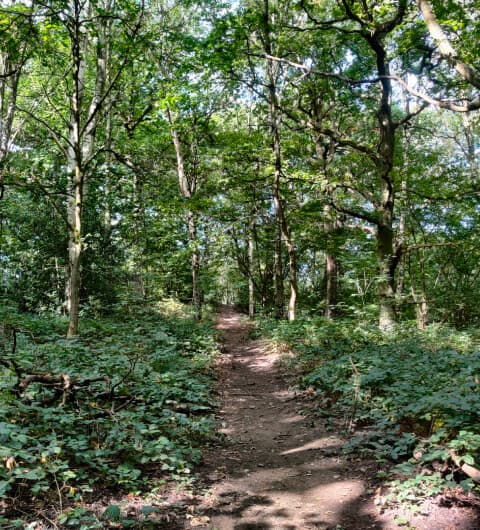 Middleton Wood