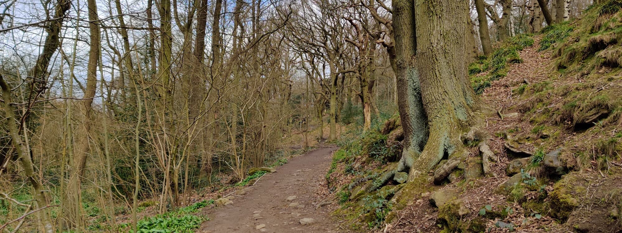 Path through Hetchell Woods