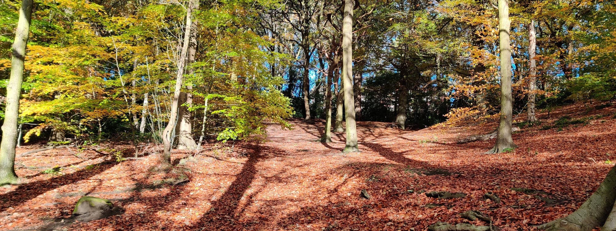 Gledhow Valley Woods in Autumn