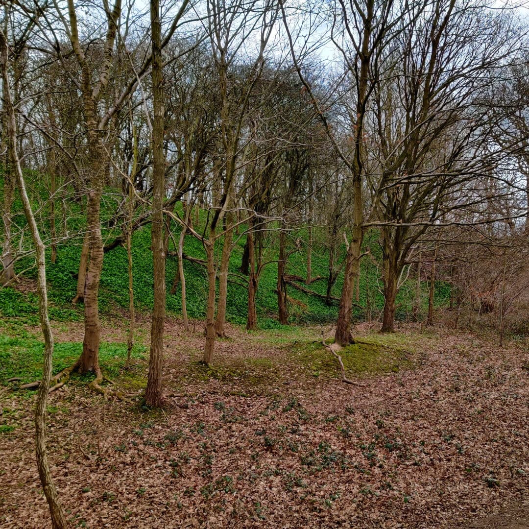 Wild garlic at Hetchell Woods Leeds