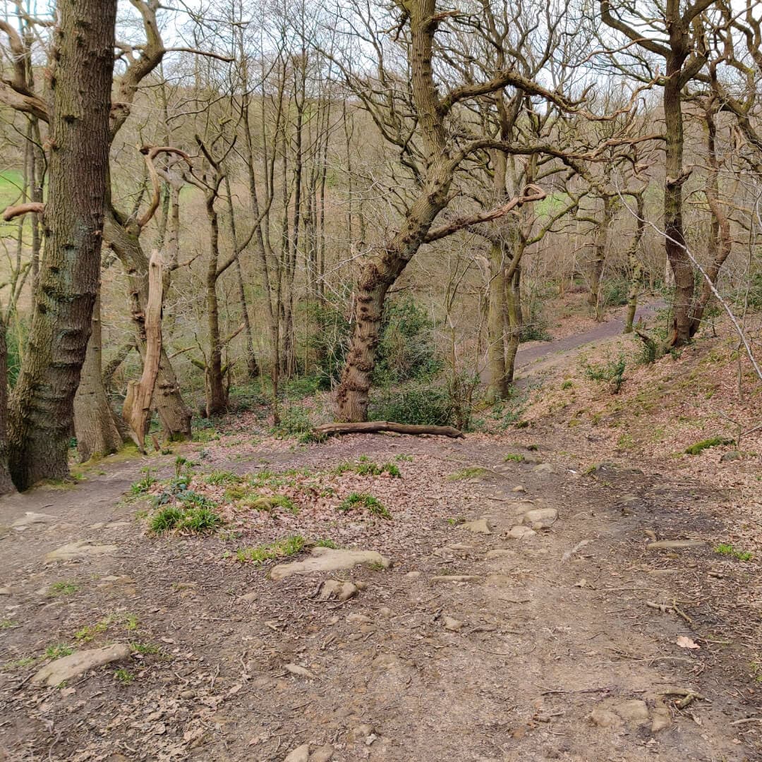 Path through Hetchell Woods Leeds