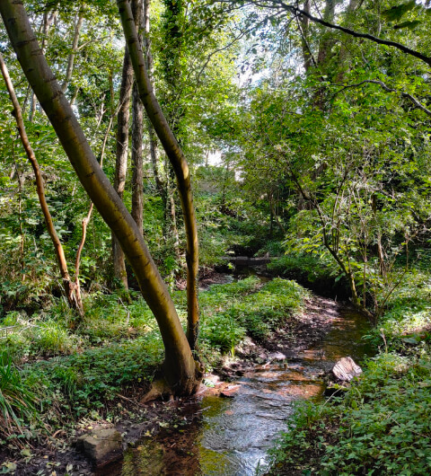 Wykebeck Woods