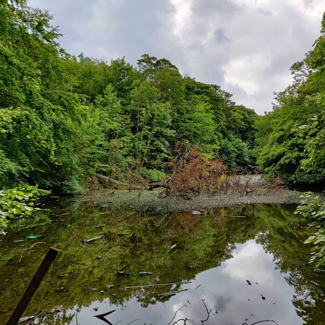 Farnley Hall Fish Pond