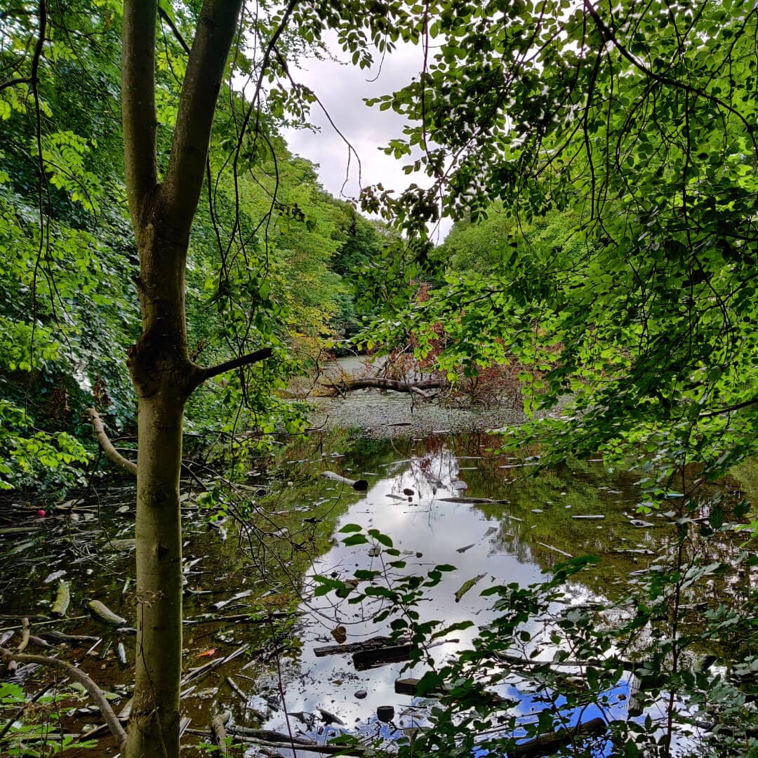 Farnley Hall Fish Pond through the branches