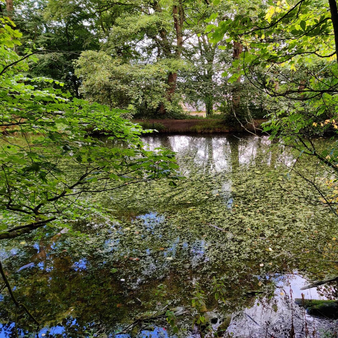 Farnley Hall Fish Pond through the branches