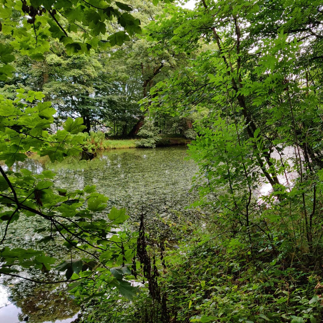 Farnley Hall Fish Pond through the branches