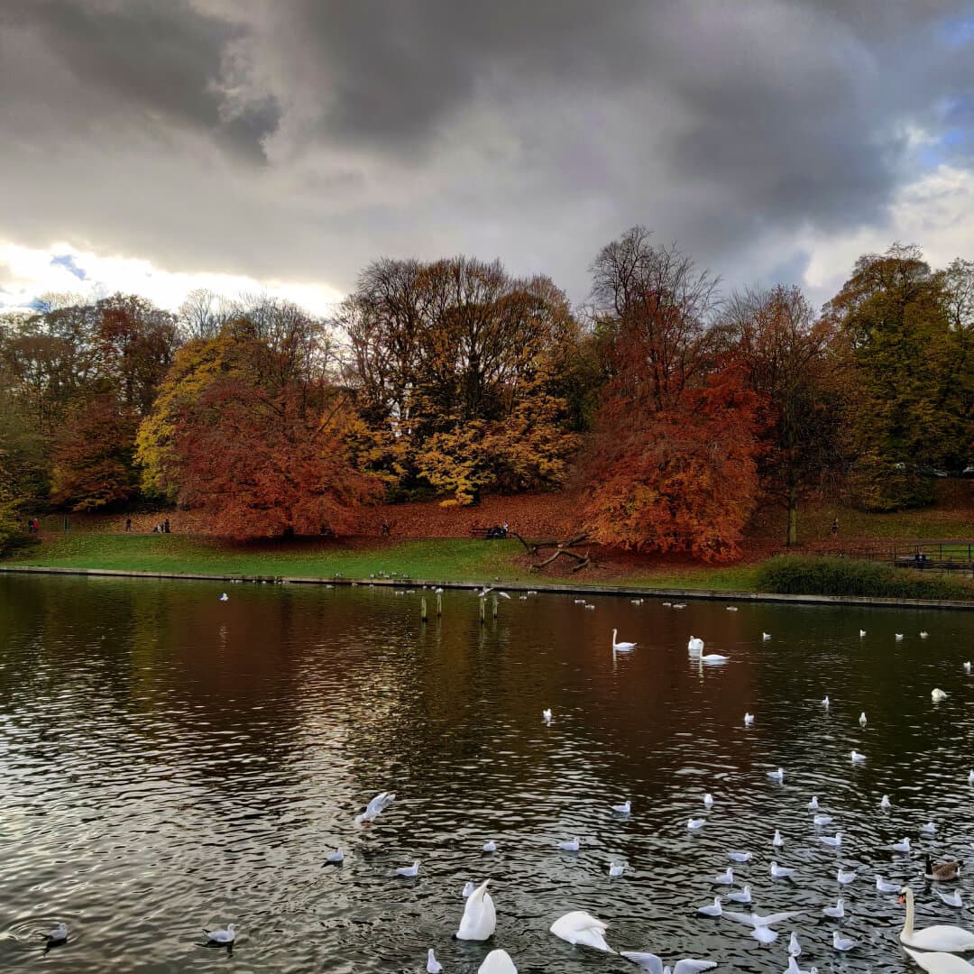 Roundhay Park lake with Swans and Geese