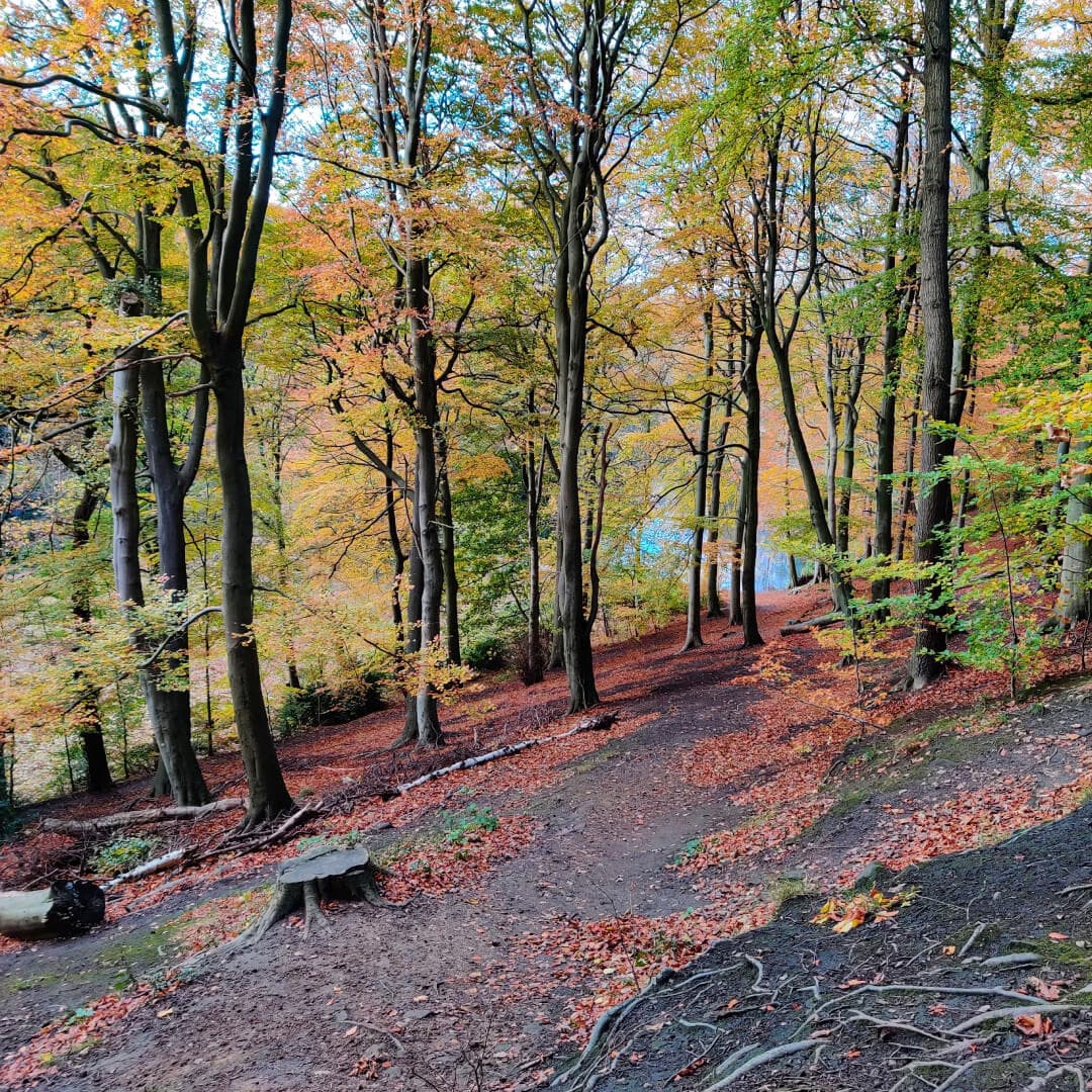 Gledhow Valley Woods path up the hill