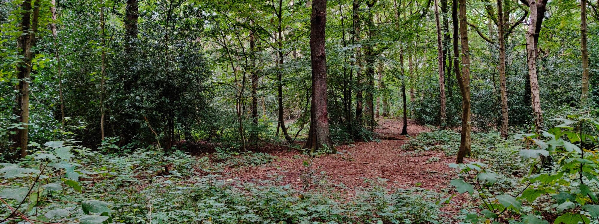 Middleton Wood trees and undergrowth
