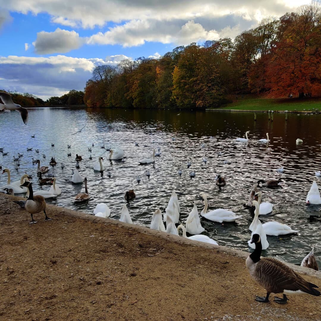 Roundhay Park lake with Swans and Geese